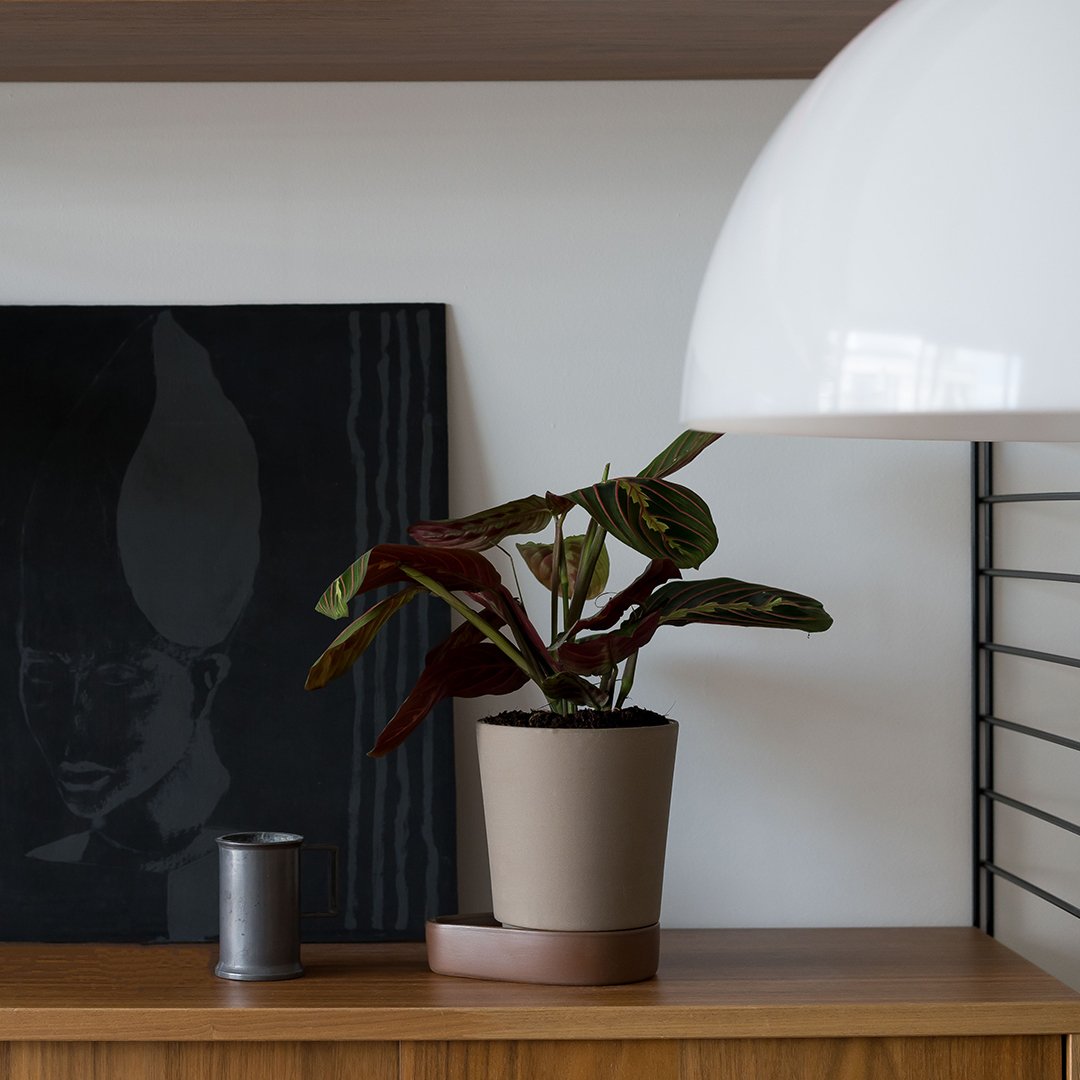 Calathea plant with dark green and maroon patterned leaves in a neutral pot, set against a modern decor backdrop.