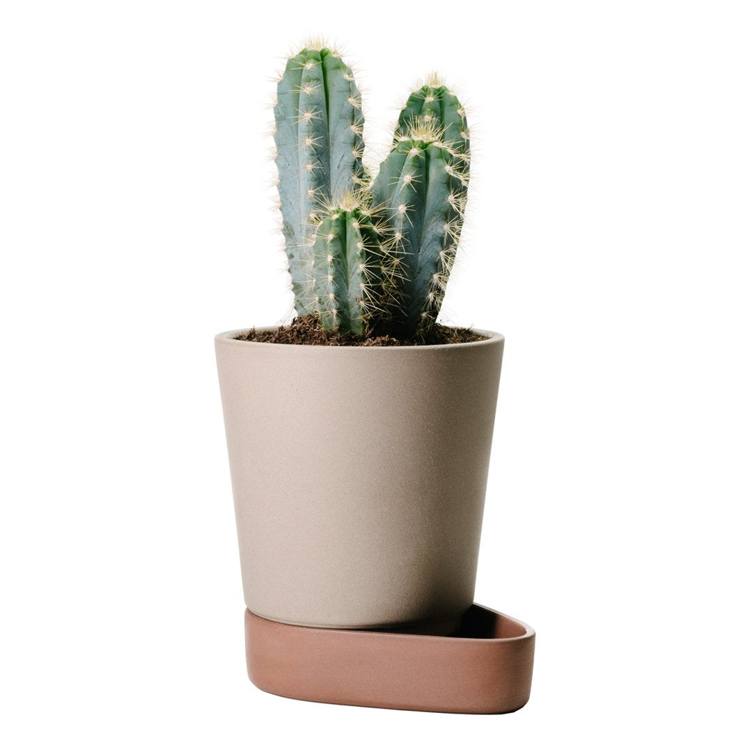"Light taupe pot with terracotta saucer, featuring green striped cactus for a modern, natural decor touch."