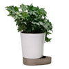 Green ivy plant in a minimalist white pot with a brown base, showcasing a sleek and modern design.